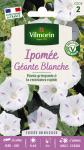 Fleurs - Ipomée Géante Blanche - PACKAGING_RECTO